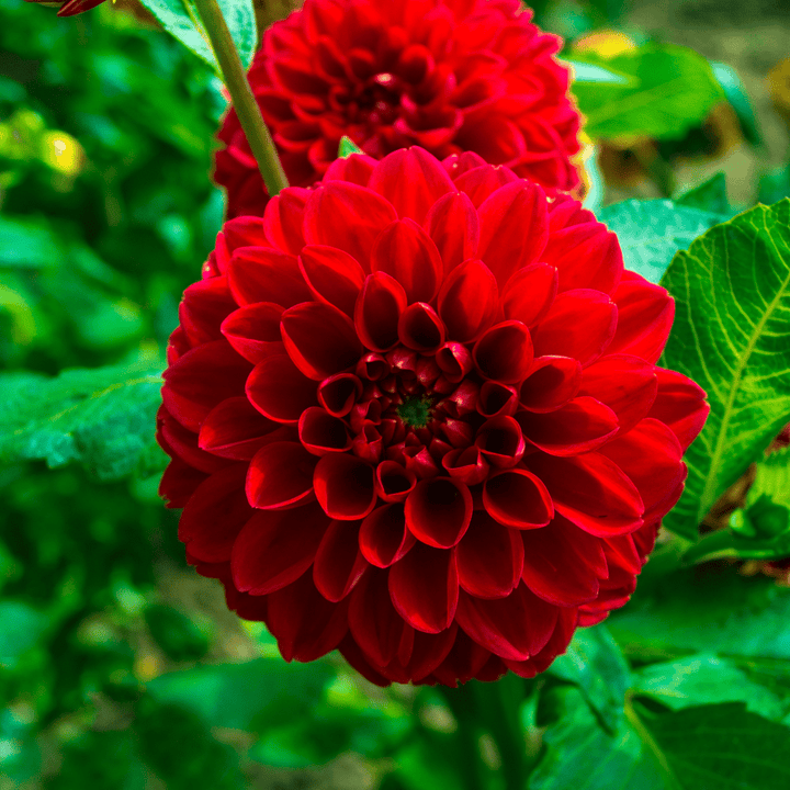 Flowerbulbs Amsterdam - 24 dahlia heatwave tubers for 4 m², large deep red flowers