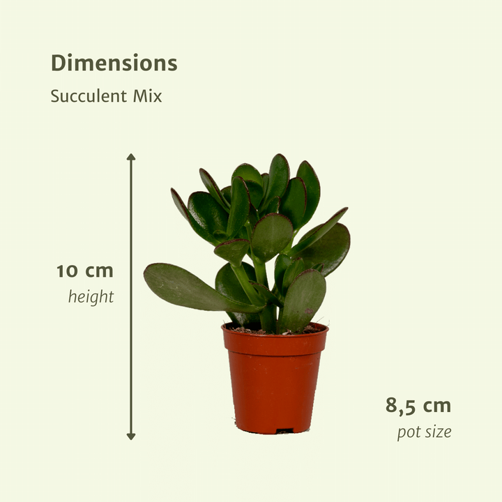 Succulent Mix: Assorted Easy-Care Succulents – Bright Light & Drought Tolerant!