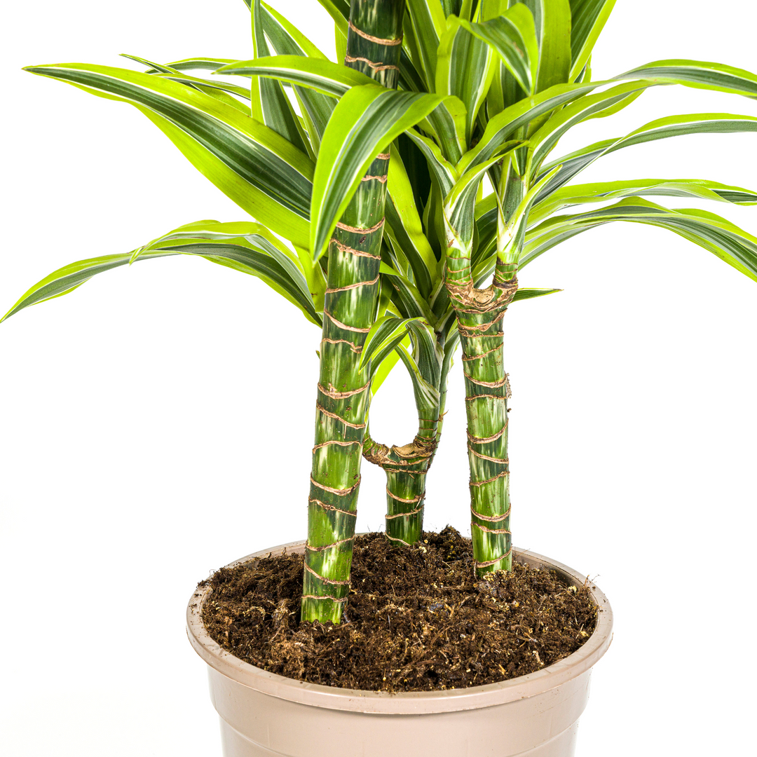 Dracaena Deremensis Lemon Lime 90-110cm — Dragon Tree in 21cm pot, with basket