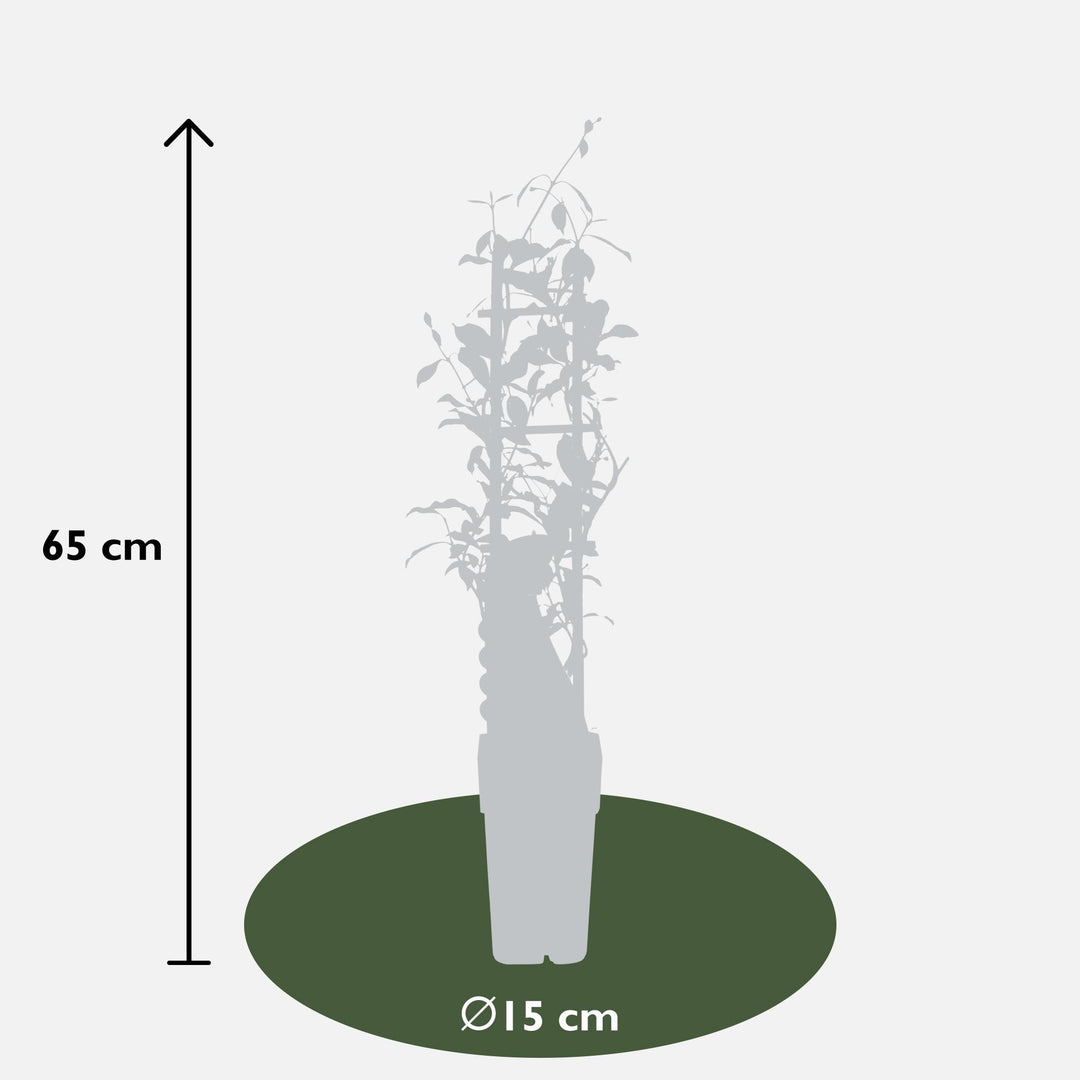 2x - Trachelospermum 'Star of Ibiza' - ↨65cm - Ø15