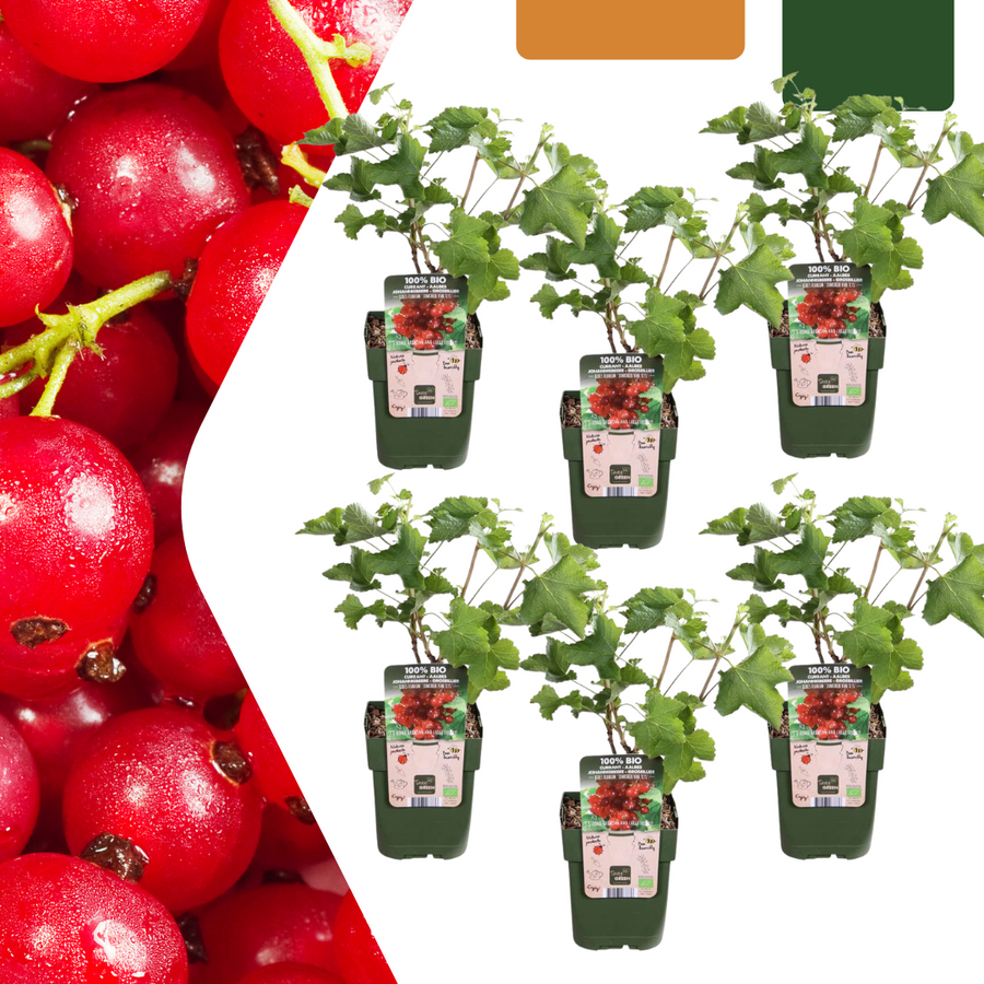 6 Everspring organic gooseberry plants in 13 cm pots, vibrant green leaves and red berries