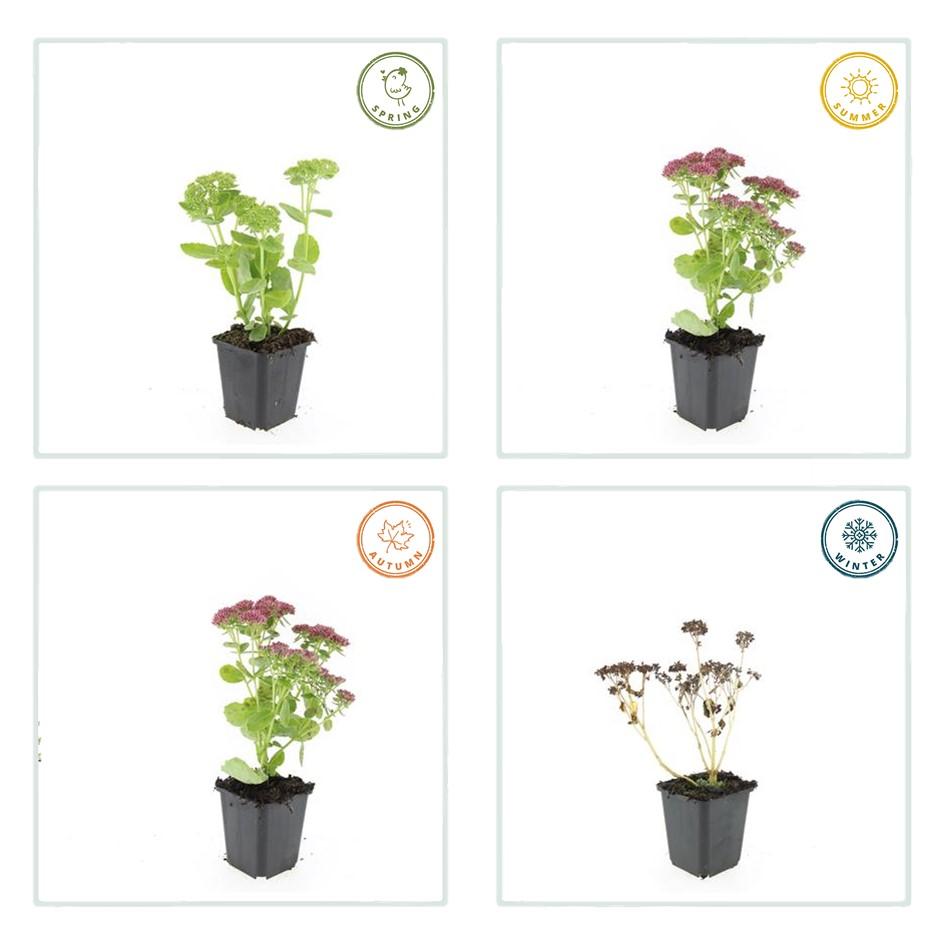 6x Sedum 'Herbstfreude' - ↕10-25cm - Ø9cm