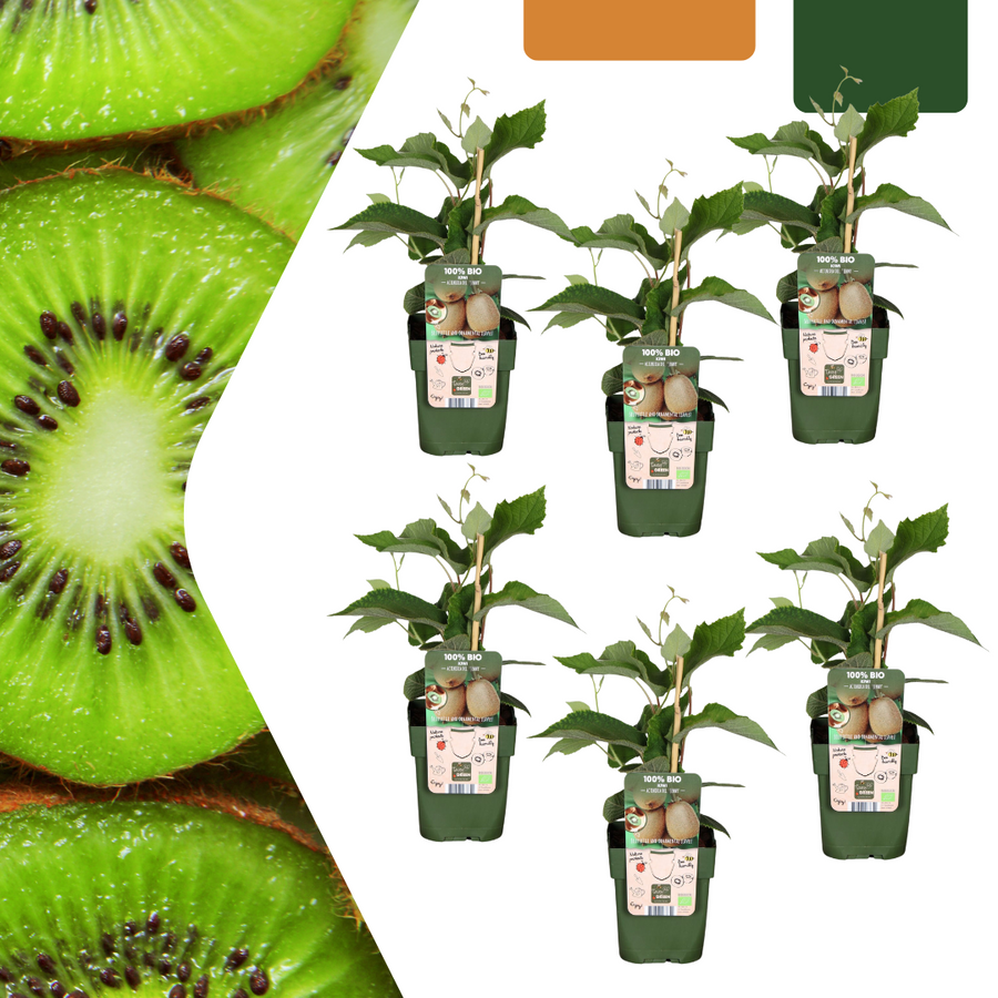Set of 6 Everspring organic kiwi plants in 13 cm pots, 20 cm tall, with green leaves and fruit.
