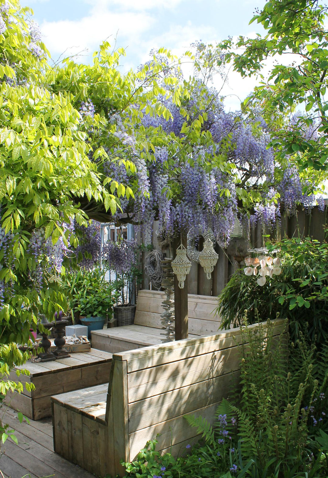 Blue-flowering Wisteria sinensis 'Caroline' climbing plants in 65cm pots, Everspring brand, two-pack.