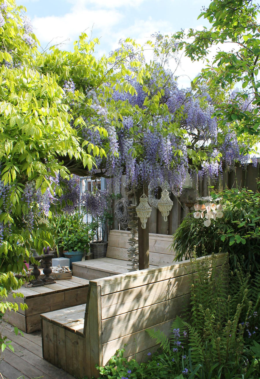 Blue-flowering Wisteria sinensis 'Caroline' climbing plants in 65cm pots, Everspring brand, two-pack.