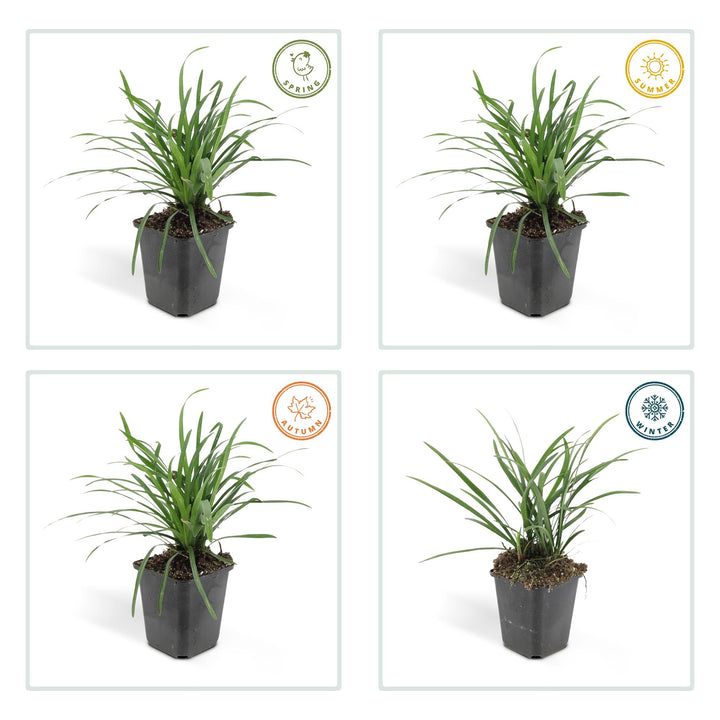 20x Liriope Big Blue - Evergreen Lilyturf Ground Cover - Purple