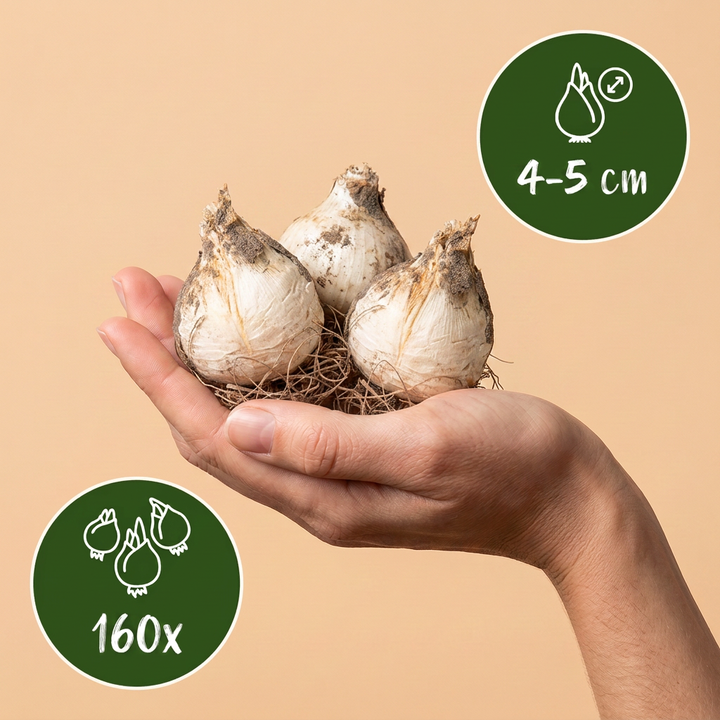 160x Allium Caeruleum - Ail bleu - Bleu - Floraison estivale - Calibre 4/5