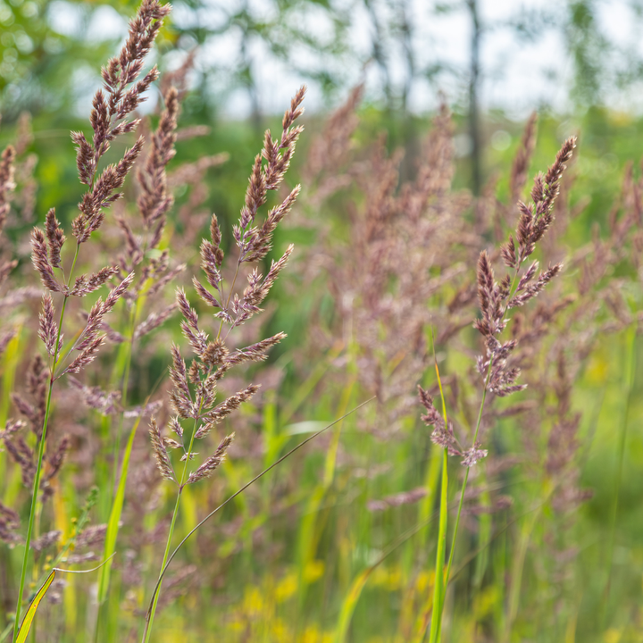 6x Calamagrostis brachytricha - ↕10-25cm - Ø9cm