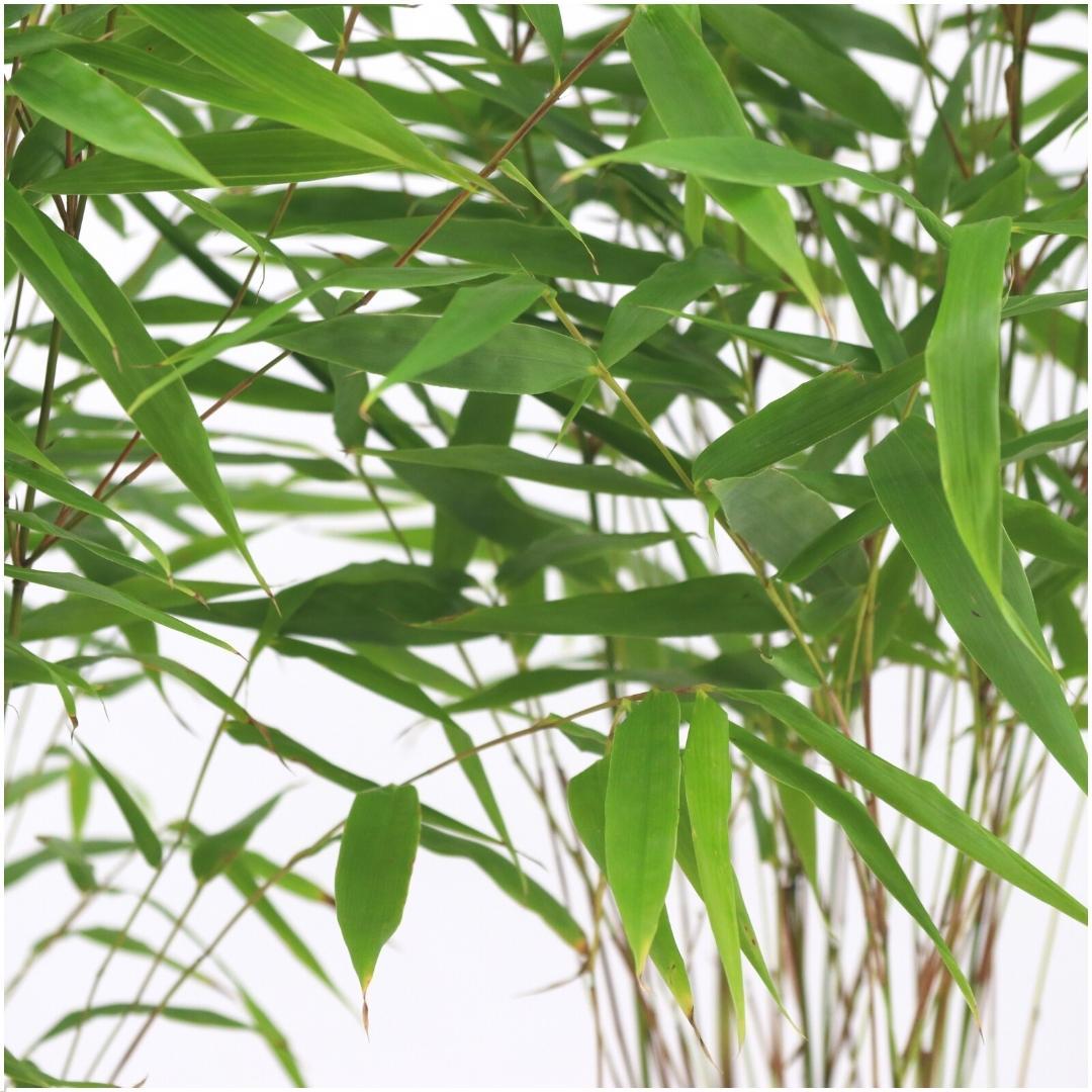 Fargesia Rufa Non-Invasive Clumping Bamboo Plants - 6 Pack
