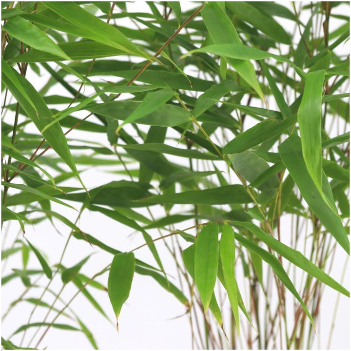 Fargesia Rufa Non-Invasive Clumping Bamboo Plants - 6 Pack
