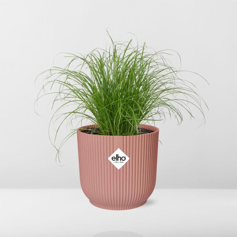 Umbrella Grass (Cyperus alternifolius 'Zumula') in a pink ELHO Vibes pot, view 6