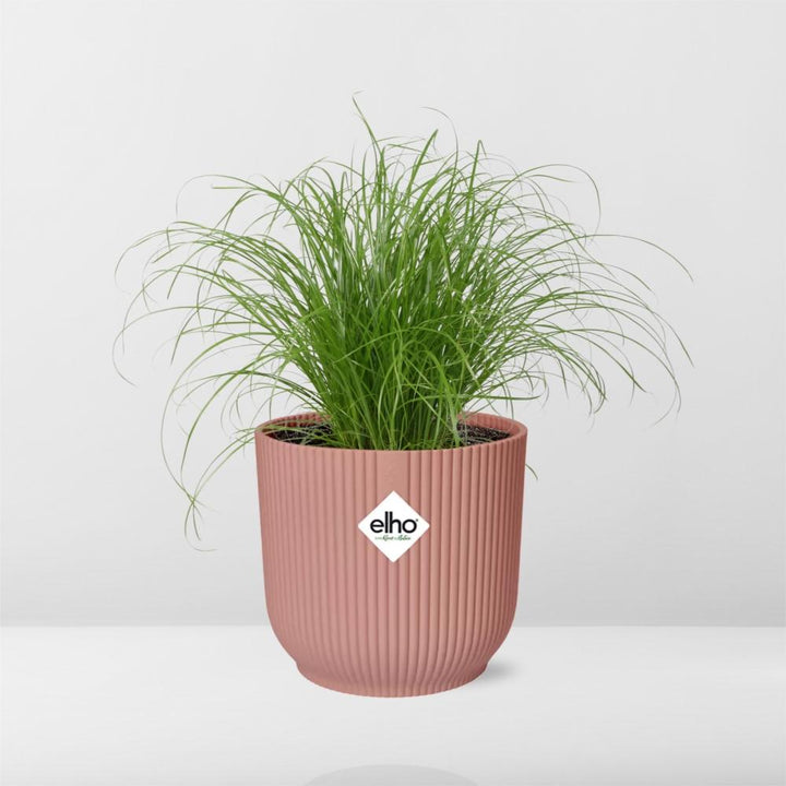 Umbrella Grass (Cyperus alternifolius 'Zumula') in a pink ELHO Vibes pot, view 6
