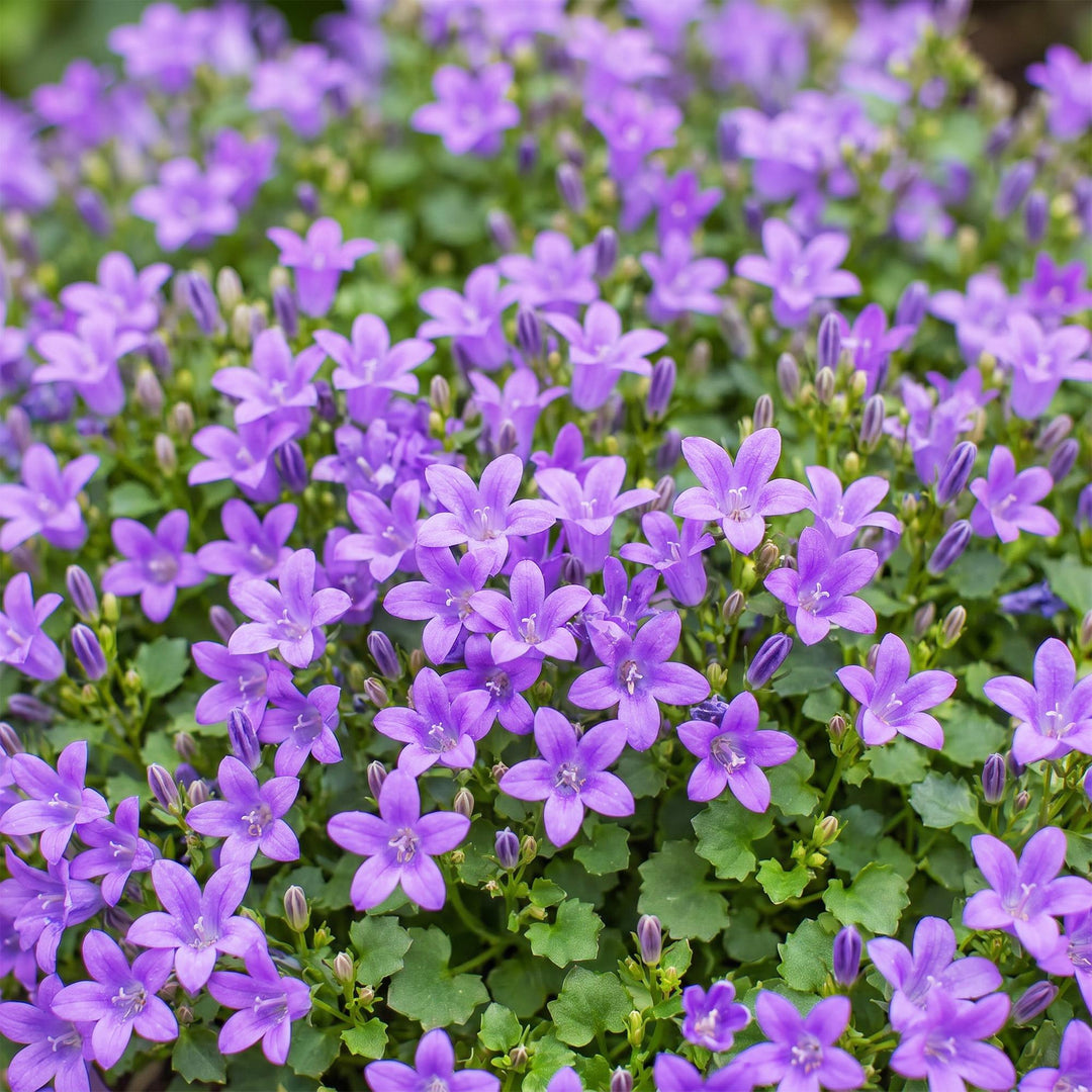 24 Campanula portenschlagiana Dalmatian bellflower plants in 11cm pots - view 5