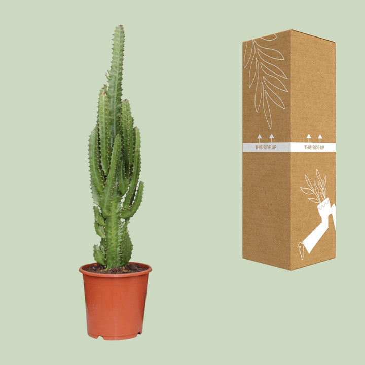 Euphorbia Trigona 70cm — African Milk Tree in 17cm pot