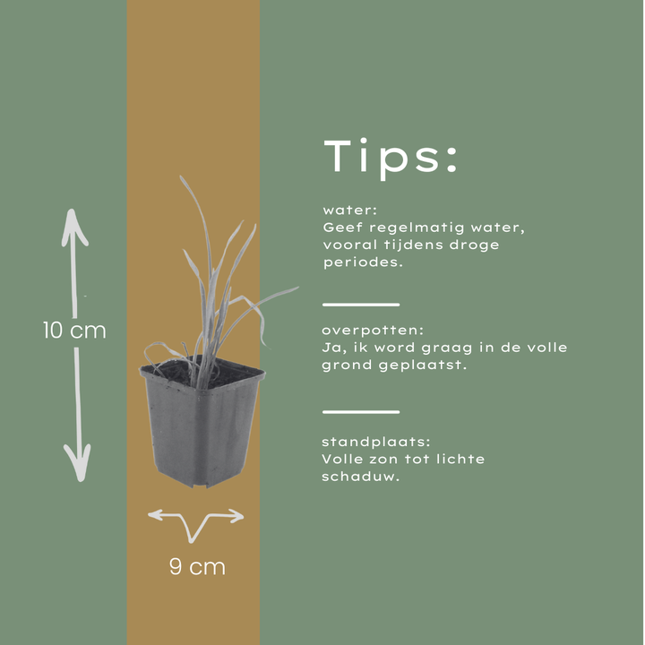 6x Hemerocallis 'Stella de Oro' - ↕10-25cm - Ø9cm