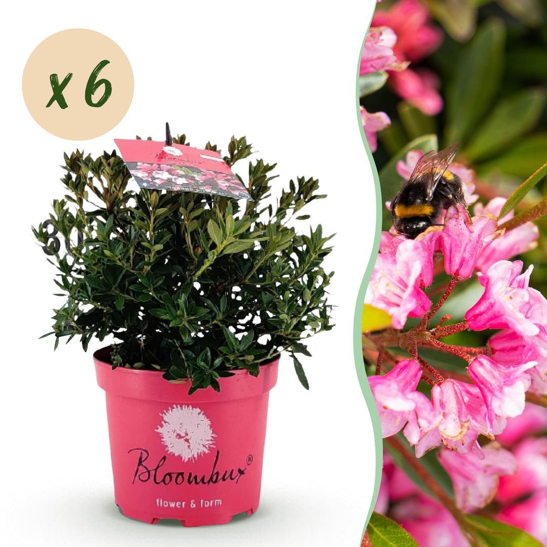 6 Rhododendron Bloombux Magenta plants in 17cm pots, 30-40cm tall