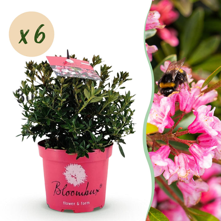 6 Rhododendron Bloombux Magenta plants in 17cm pots, 30-40cm tall
