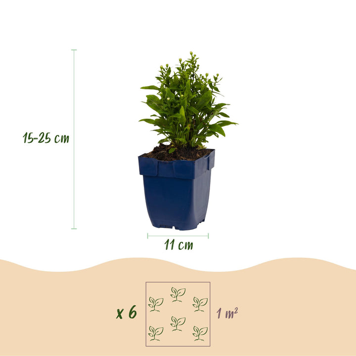 Plante vivace - Aster (D) Schneekissen - Aster maritime - Attire les abeilles et les papillons - Blanc - 24 Plantes - Pot 11cm - Hauteur 15-25cm