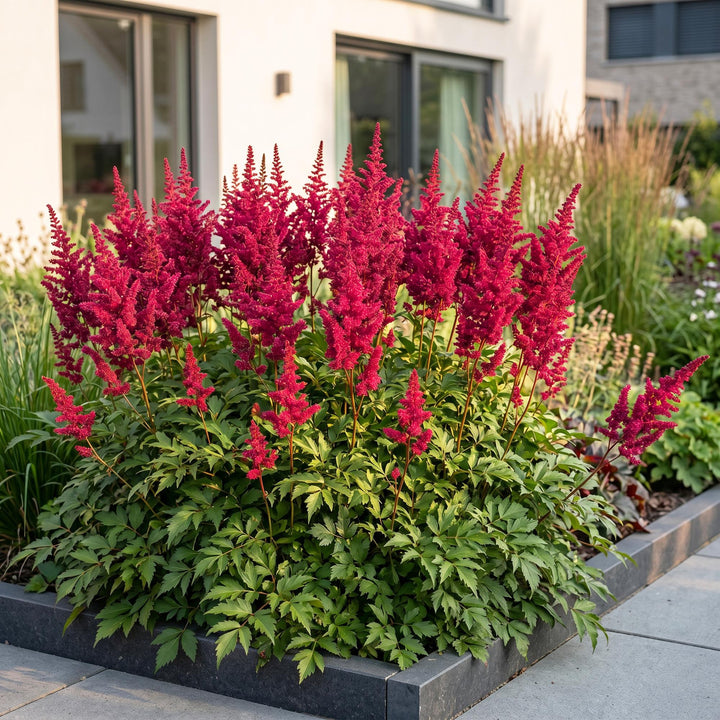 Plante vivace - Astilbe (A) Fanal - Spirée en panicule - Ombre - Rouge - 24 Plantes - Pot 11cm - Hauteur 15-25cm