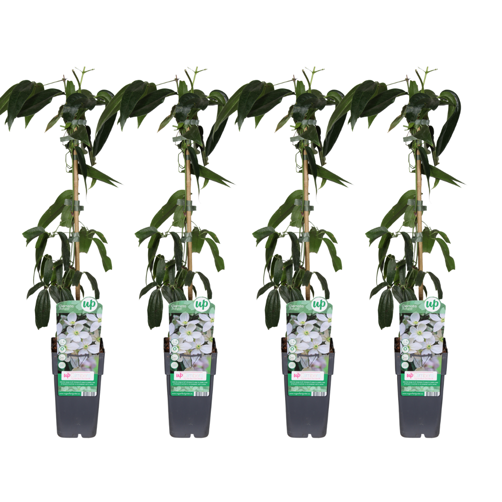 Clematis Armandii Evergreen Climbing Plant - Fragrant White Flowers