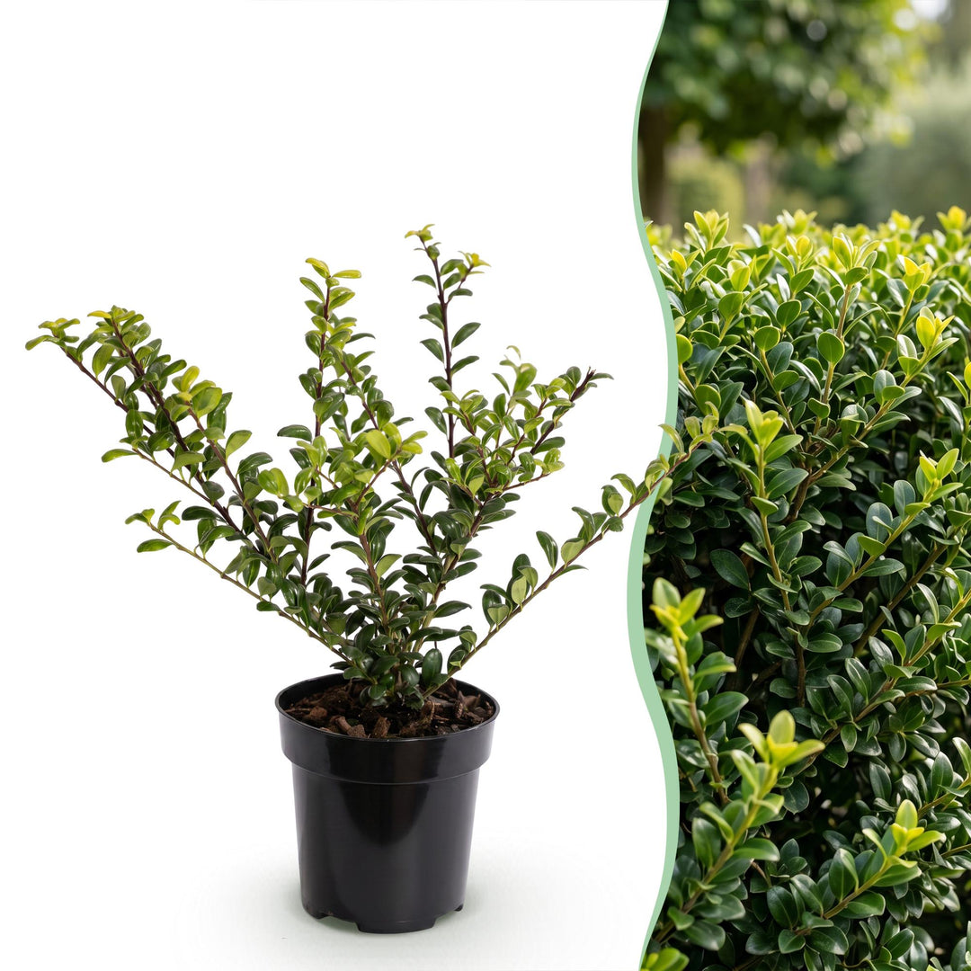 Ilex crenata Golden Gem Japanese Holly hedge plants, pack of 24, image 3