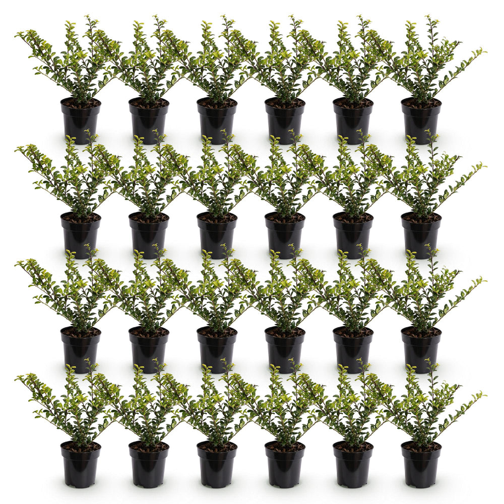 Ilex crenata Golden Gem Japanese Holly hedge plants, pack of 24, image 2