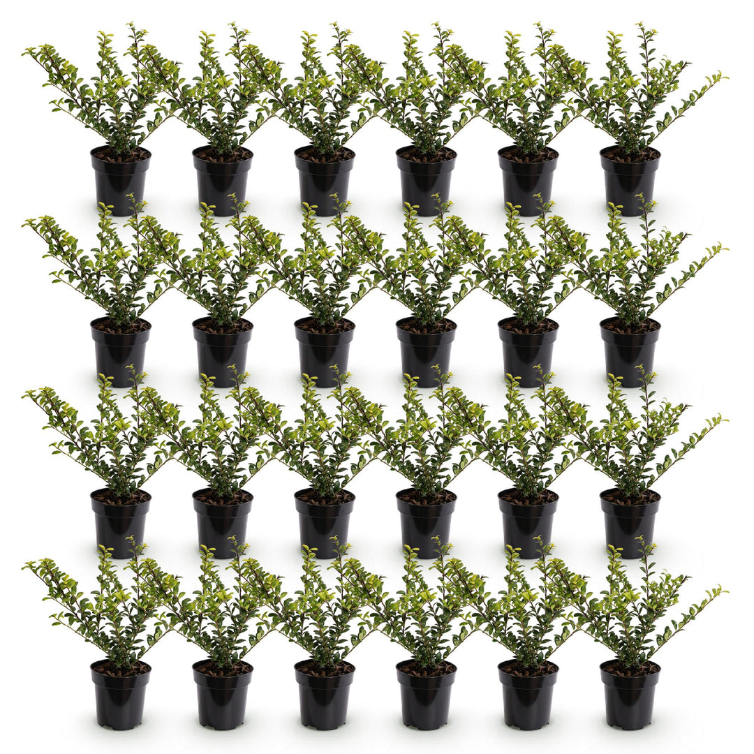 Ilex crenata Golden Gem Japanese Holly hedge plants, pack of 24, image 2