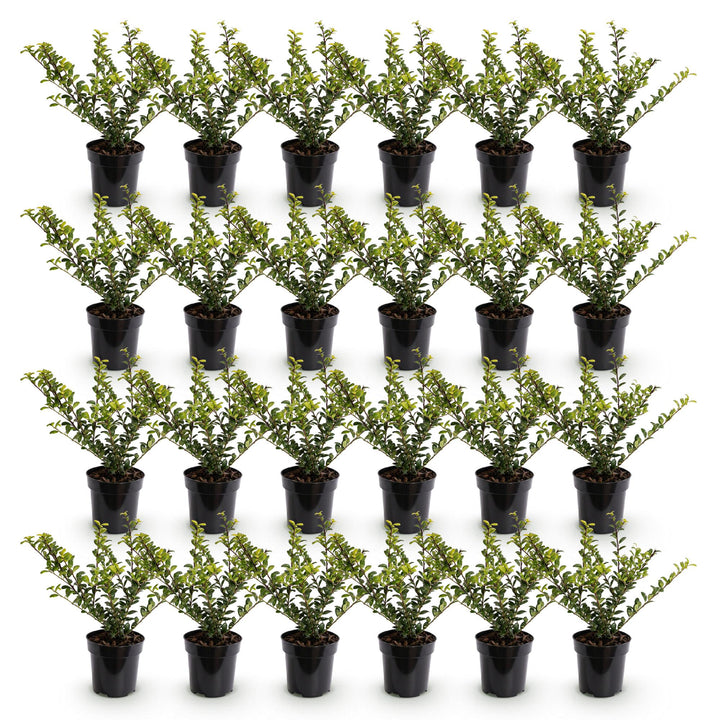 Ilex crenata Golden Gem Japanese Holly hedge plants, pack of 24, image 2