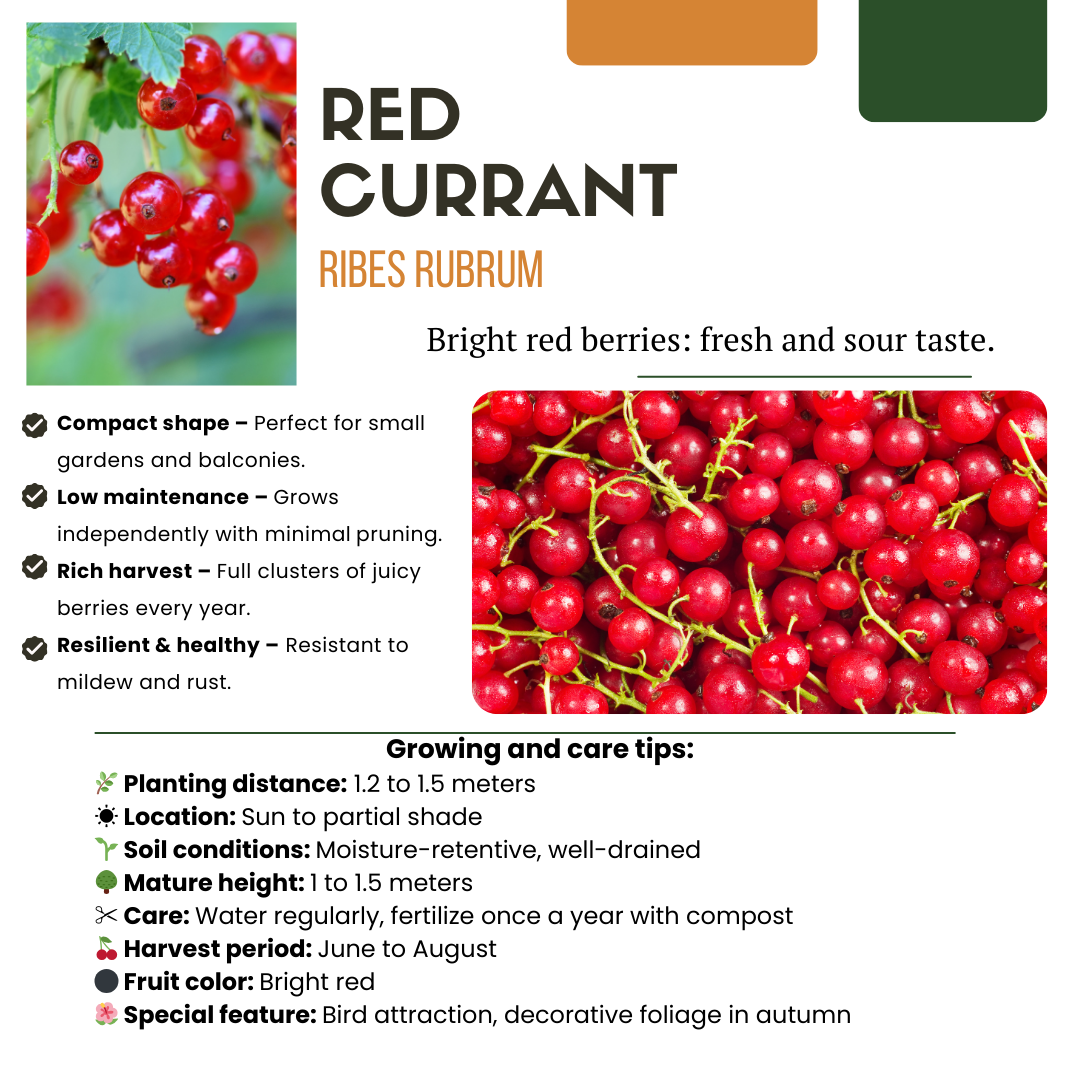 3 organic red currant plants in 13 cm pots, 20 cm tall, by Everspring, featuring bright red berries.