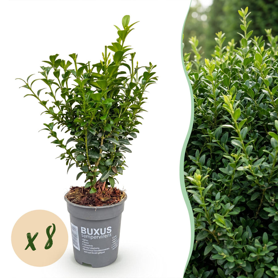 8x Buxus sempervirens boxwood hedging plants in 9cm pots