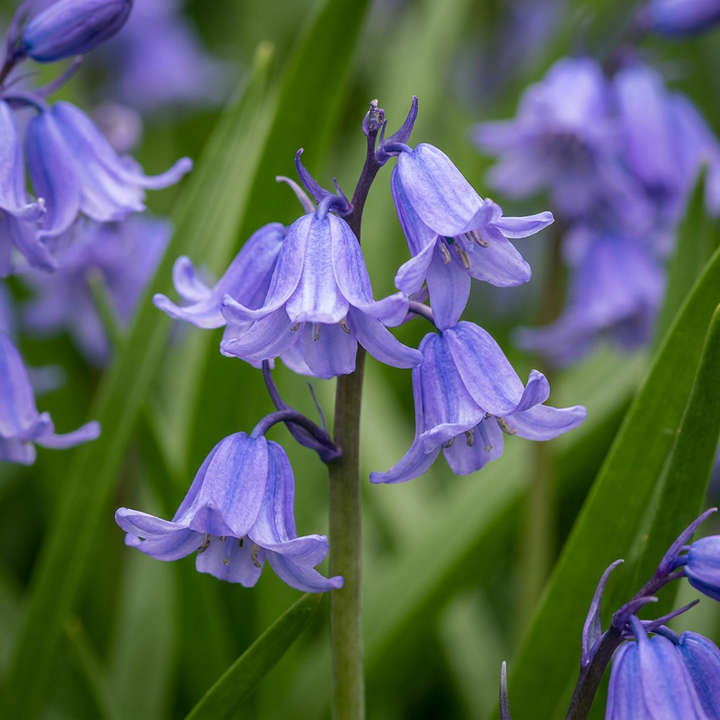 160x Hyacinthoides non Scripta - Jacinthe des bois - Bleu - Bulbe naturalisant - Calibre 7/8