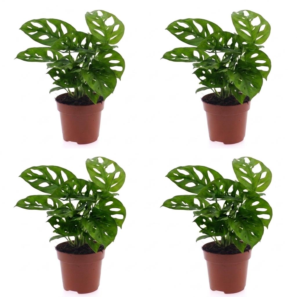 Monstera Adansonii - Monstera Adansonii - 4 Plants - Pot 12cm - Height - 25cm