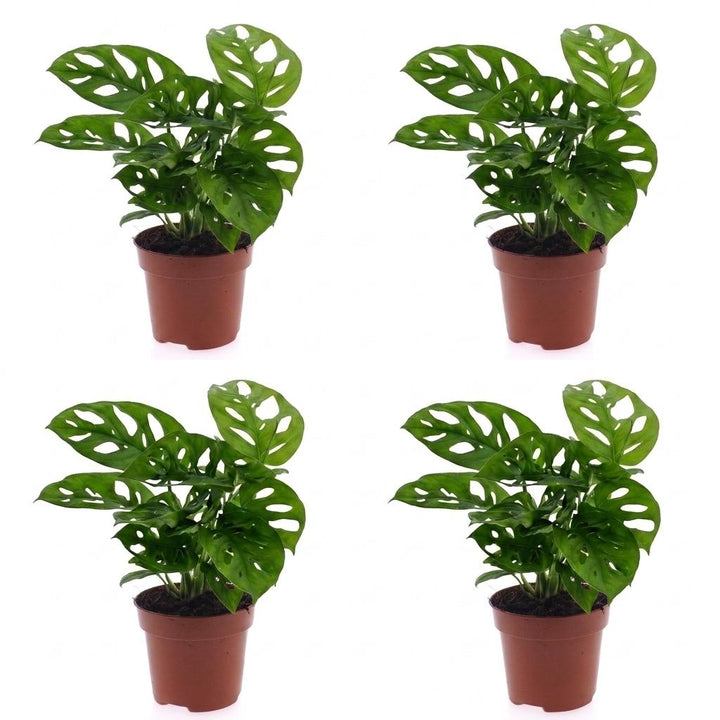 Monstera Adansonii - Monstera Adansonii - 4 Plants - Pot 12cm - Height - 25cm