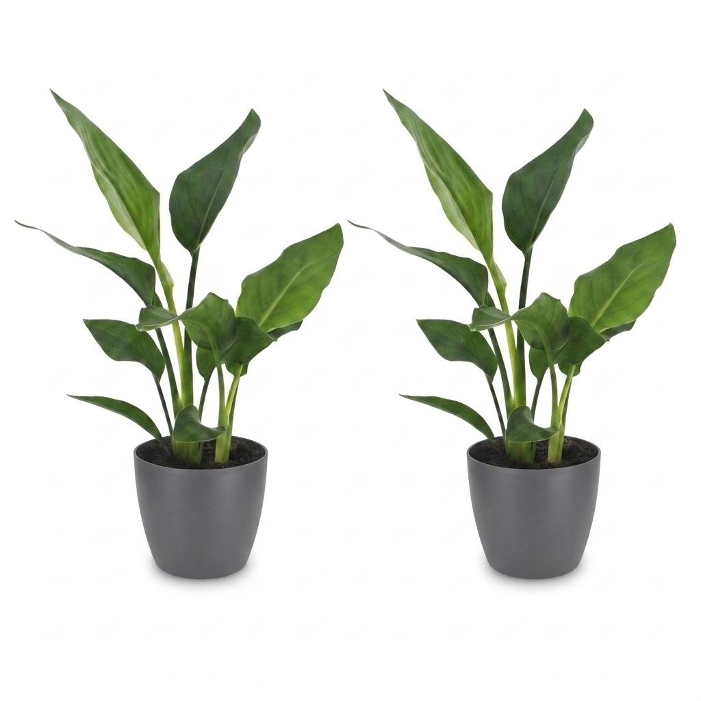 Strelitzia Reginea - Bird of Paradise - 2 Plants - with Potter Grijs - Pot 12cm - Height - 35cm