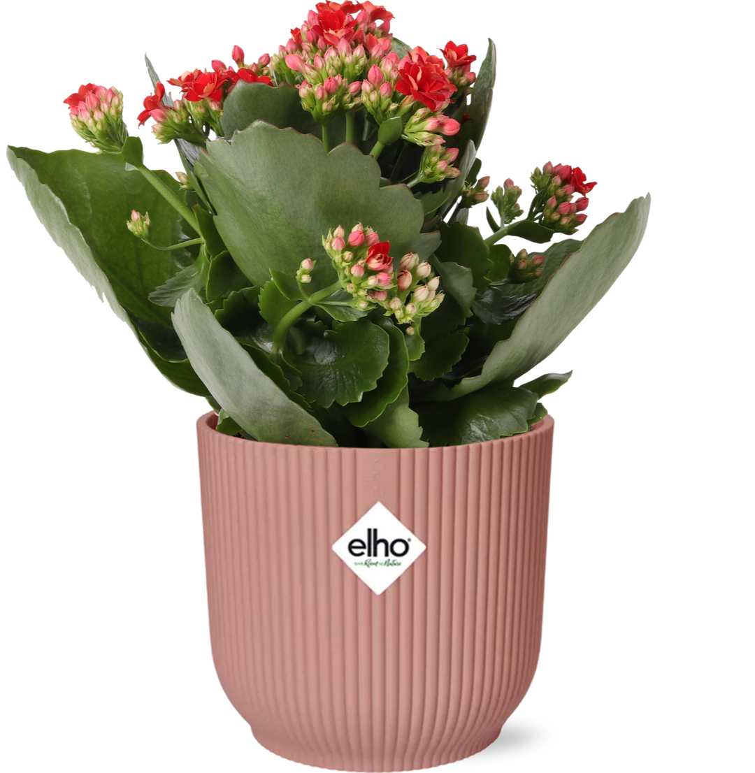 Red Kalanchoe Rosalina with clusters of double red flowers in a pink ribbed ELHO Vibes pot