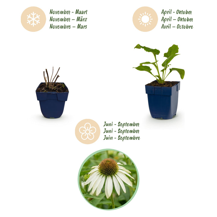 24x Echinacea purpurea Alba white coneflower plants in 11cm pots - view 4