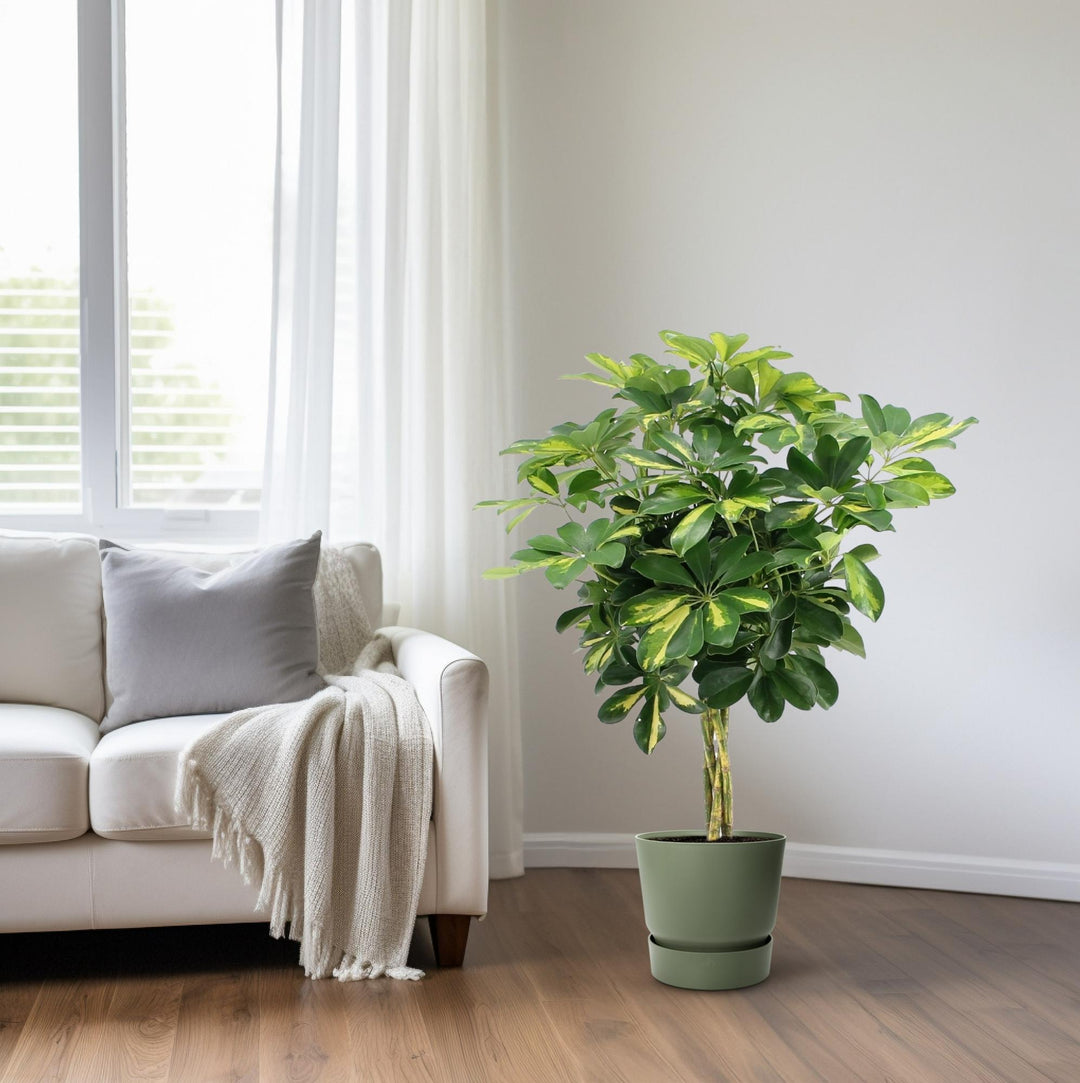Umbrella Tree (Schefflera): Elegant Foliage, Air-Purifying & Easy Care – Your Perfect Statement Plant!