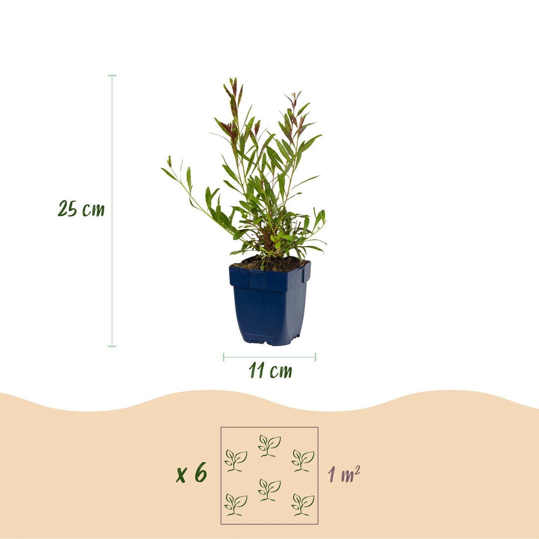 24x Gaura lindheimeri Whirling Butterflies plants in 11cm pots - view 3