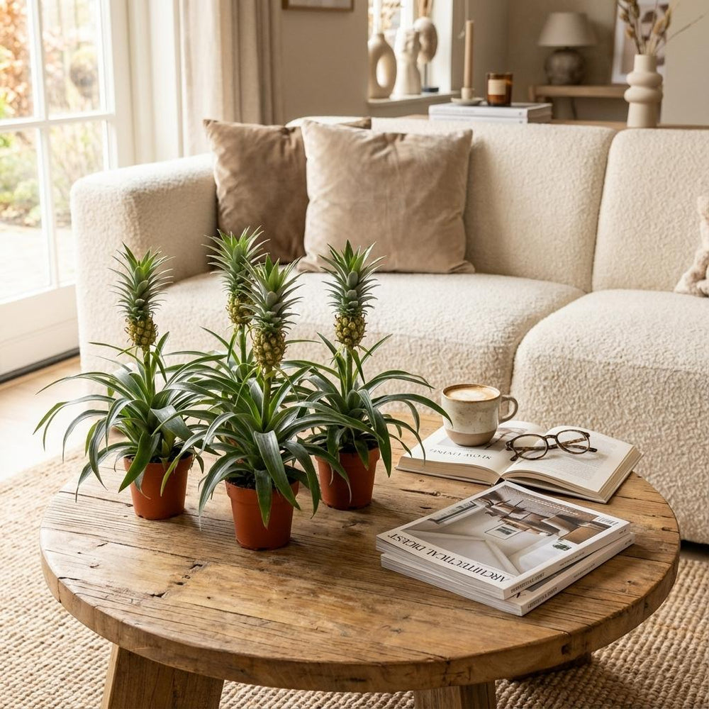 Ornamental Pineapple Plant 'Mi Amigo' - view 2
