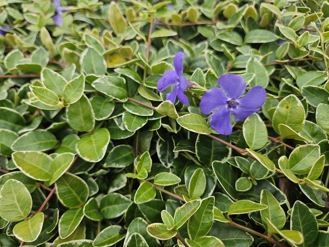 60x Variegated Vinca minor 'Argenteovariegata' - Evergreen Ground Cover