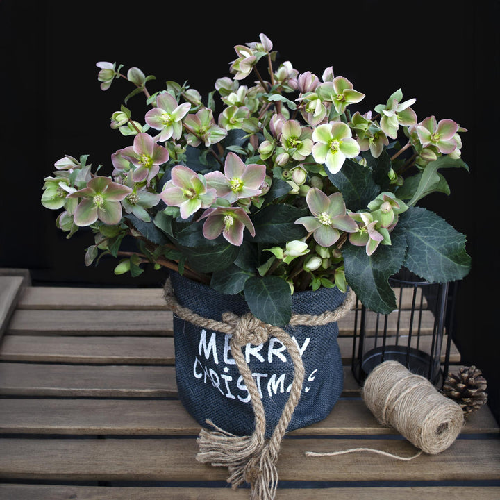 Helleborus 'Angels Glow' hellebore in a 19cm pot, 50cm tall - view 5