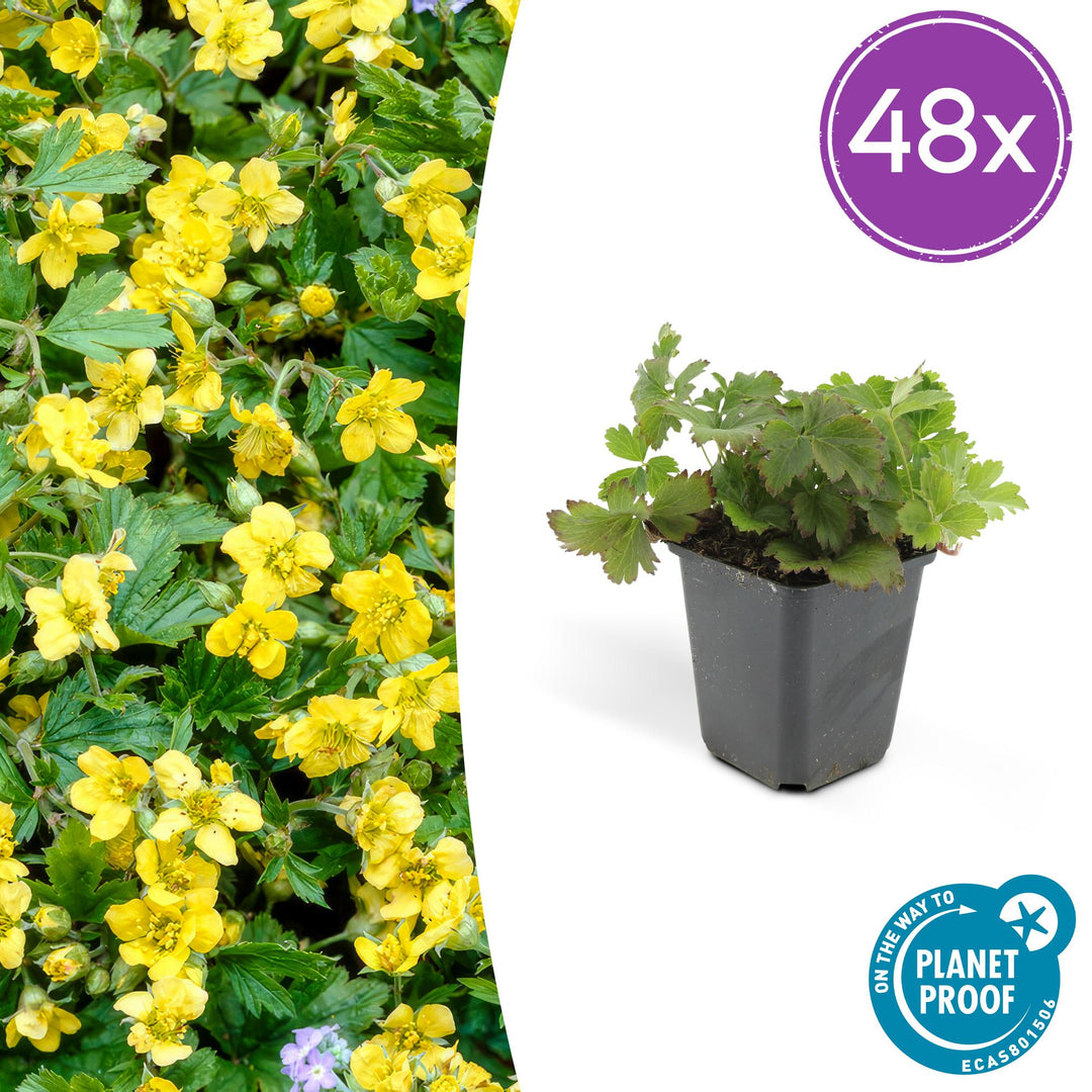 48-pack of Everspring Waldsteinia Ternata with yellow flowers in 9cm pots, ideal for ground cover