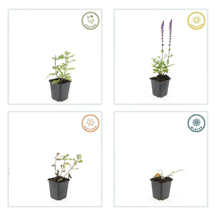 24x Salvia nem. 'Caradonna' - ↕10-25cm - Ø9cm