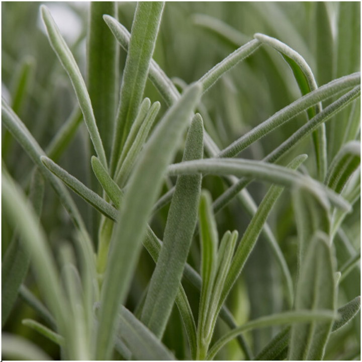 6 pack of live True Lavender plants in green pots, featuring aromatic purple flowers, by Everspring.