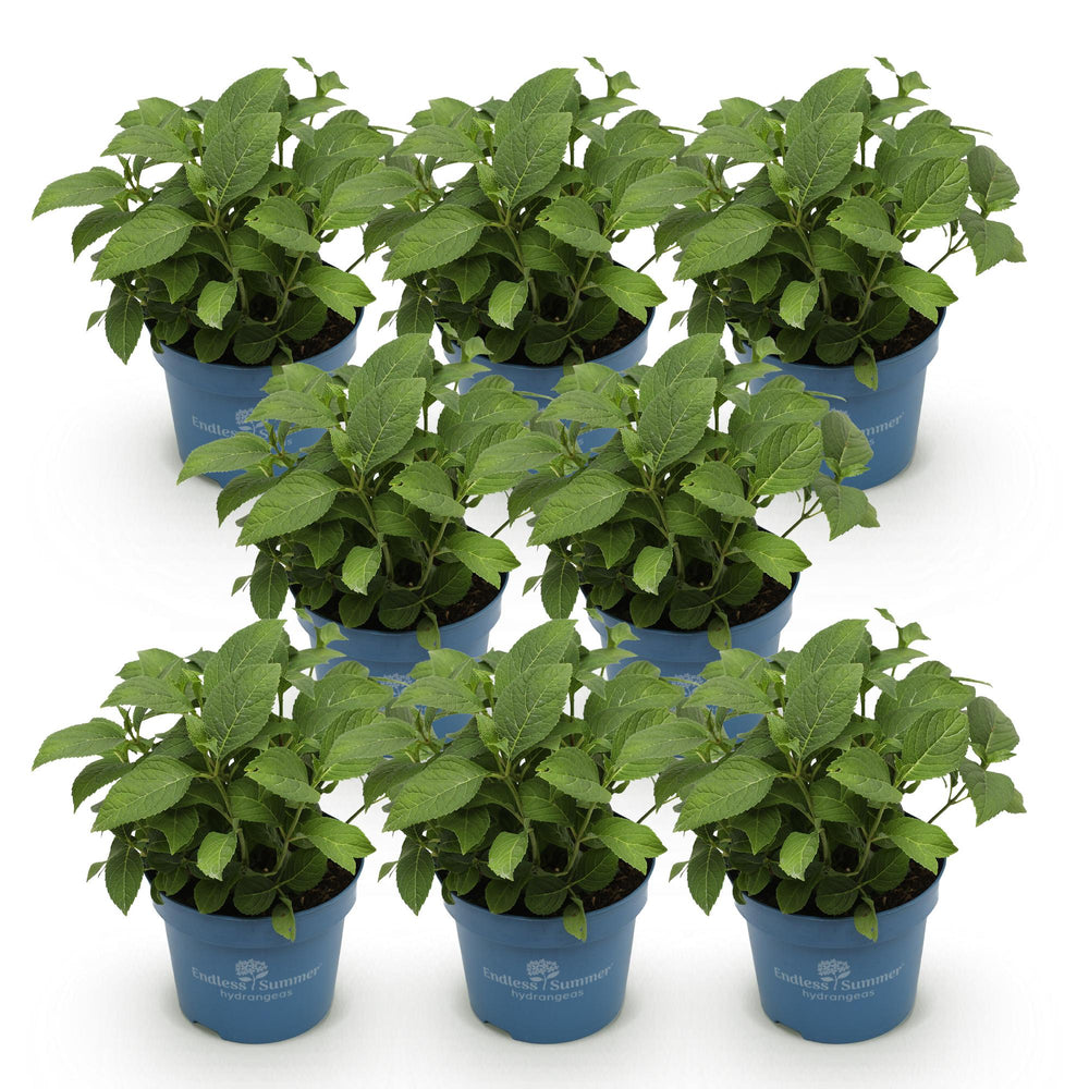 8 Hydrangea macrophylla Endless Summer The Bride plants in 14cm pots - view 2