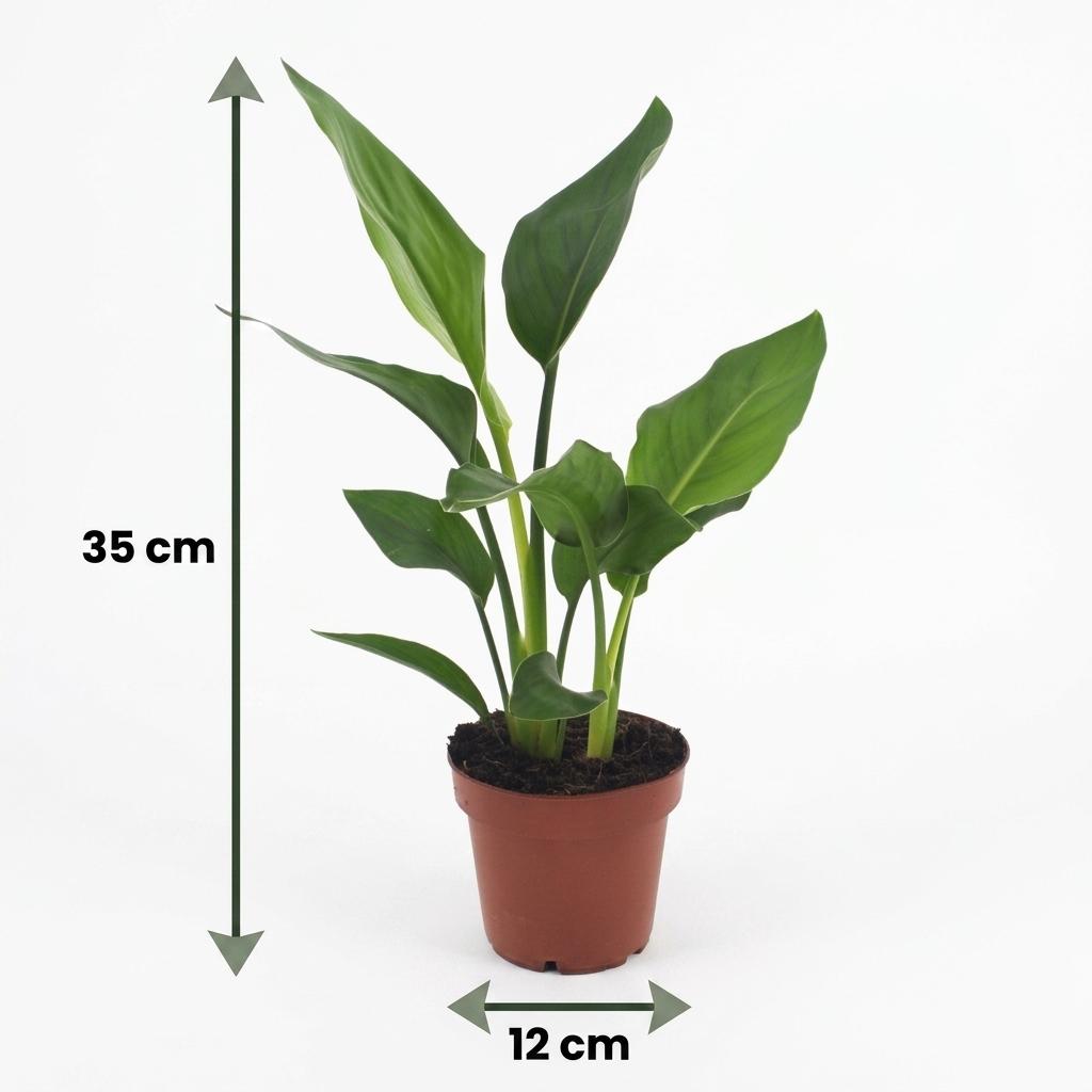 Strelitzia Reginea - Bird of Paradise - 4 Plants - with White Pot - Pot 12cm - Height - 35cm