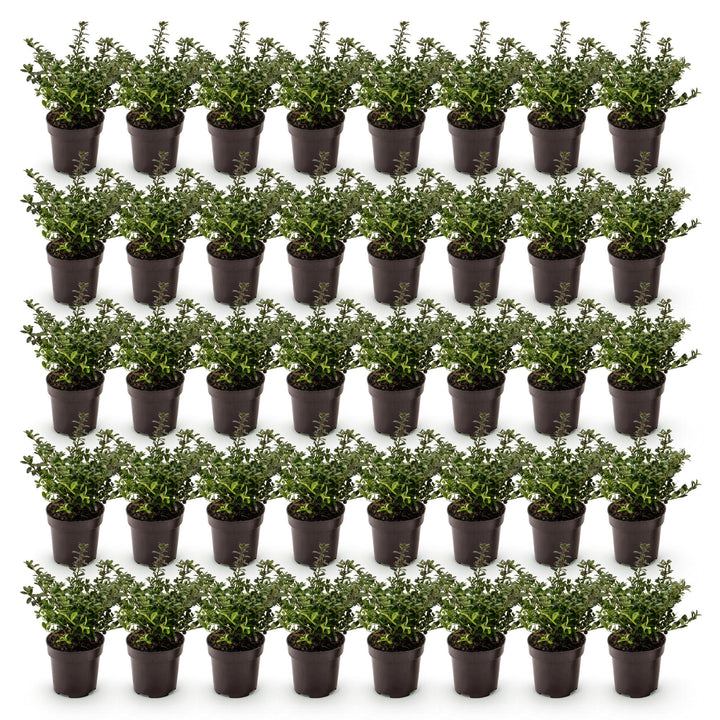 40 Ilex crenata 'Stokes' Japanese holly plants in 9cm pots, 20-30cm tall - view 2