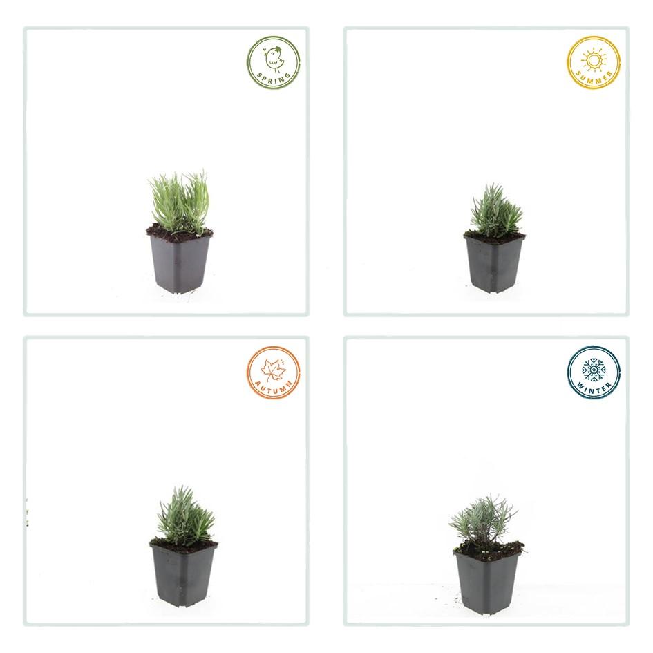 6x Lavandula ang. 'Dwarf Blue' - ↕10-25cm - Ø9cm