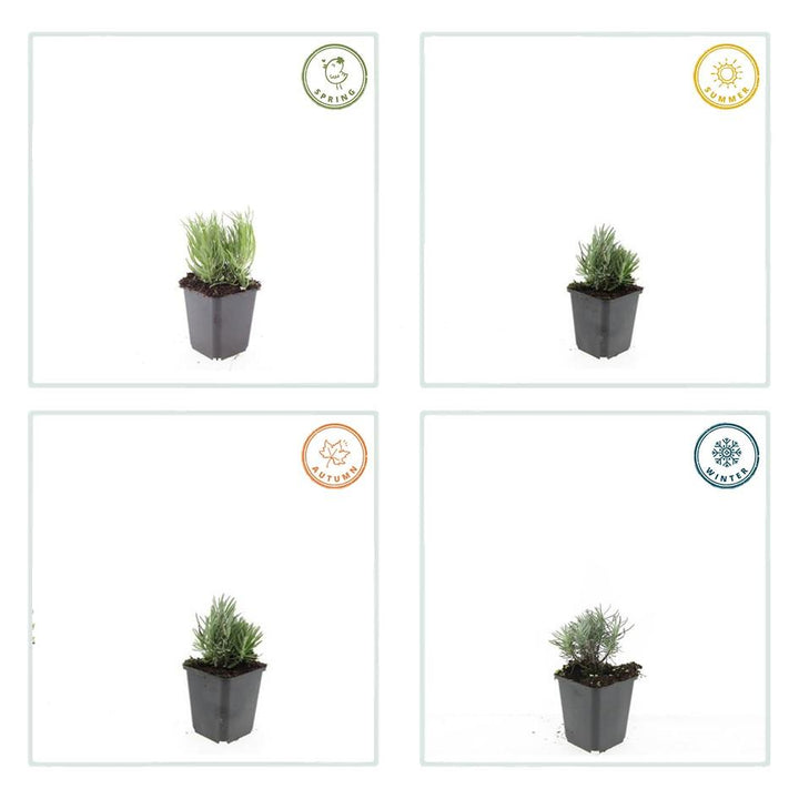 6x Lavandula ang. 'Dwarf Blue' - ↕10-25cm - Ø9cm