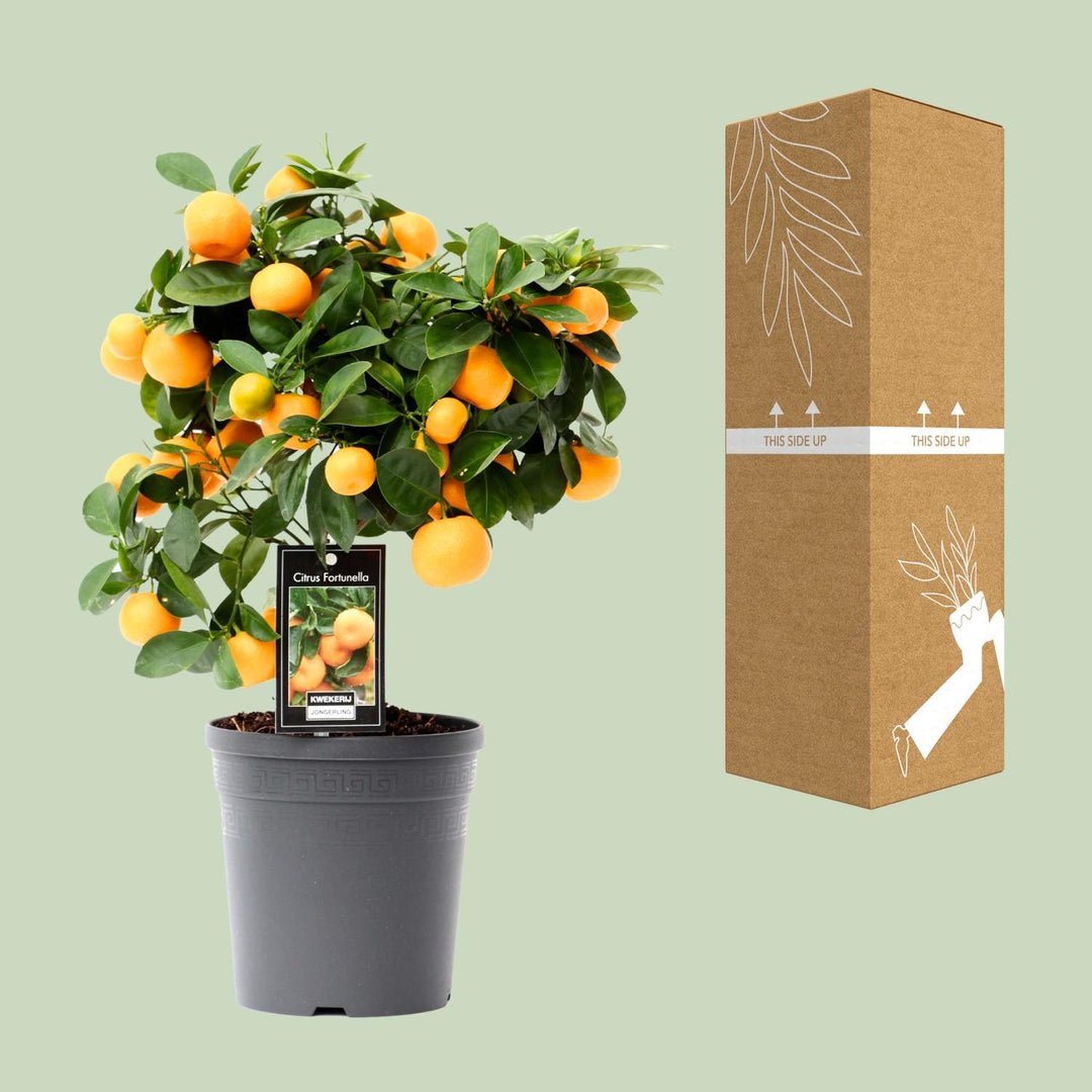 Citrus Calamondin - Mini Orange Tree - Ø15cm - ↕40cm